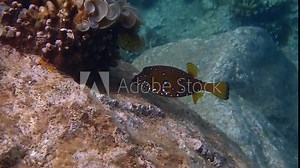 Blue spotted cube trunk-fish (Ostracion cubicus) inhabits coral reefs of the Red Sea, it belongs to the family Ostraciidae. It lives among rocks and algae in shallow water