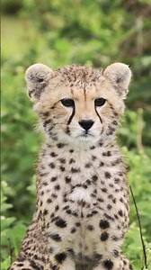 Baby Cheetah: Cute but Born to Survive 😢🐾