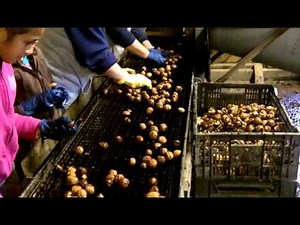 Alden Farm Walnut Processing