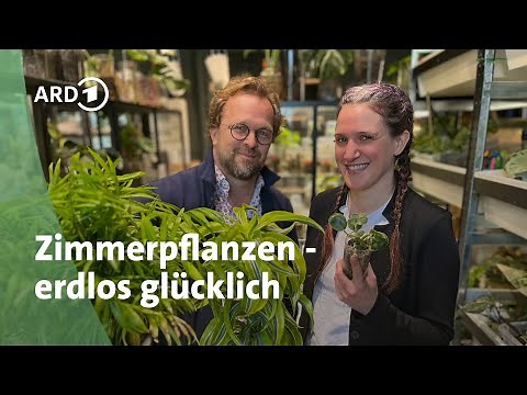 Hydroponics: How to grow houseplants in pots without soil | MDR Garden