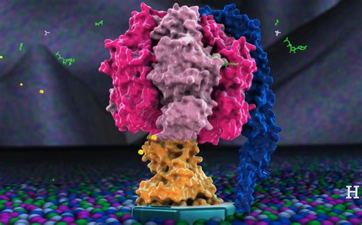 【分子生物学动画】ATP合成酶 ATP synthase in action（中英双字幕）