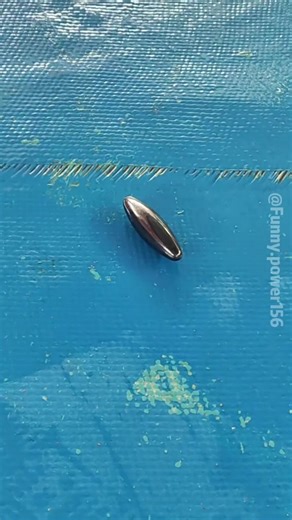 Sea lions are magnets 🦭🤣🤣#sealions #funny #animals #seal #usa | sea lion