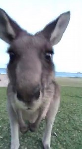 Pebbly beach in maramarang National Park love this famous kangaroo beach!! So good! What’s your favourite beach with kangaroos on it? | Josiah Hein | Facebook