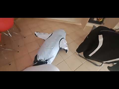 Inflatable orca whale inflatable intex pool toy