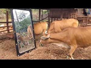 Mirror Prank Funny Dog, Cow, Monkey, 🐶 , 🐮, 🐵 || 5starfun ||