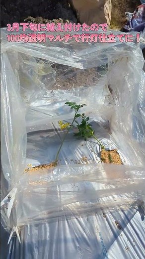 【家庭菜園】3月のトマト苗植え付け！寝かせ植え＆行灯仕立て＆混植で丈夫に育てる！