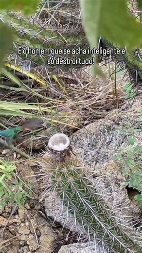 Leonardo C Cunha on Instagram: "O beija flor e o xique xique. A natureza é incrível! Único ser que destrói tudo passando por cima de tudo e de todos é o ser humano. Todos os outros seres vivem em harmonia e sabe que depende total do seu próximo. Um sempre ajudando de alguma forma o outro! . . . #beijaflor #cacto #natureza #naturezasabia #naturezaperfeita"