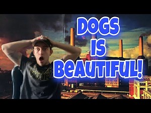 Pink Floyd - Dogs (Reaction) The Perfect Song!!