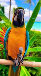 Colorful Macaw Singing with Toy Microphone in 4K | Cute Pop Performance | The Perch Of Peace