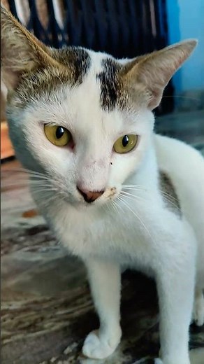 Cute cat in problem #cat 😀