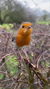Bobbin 🥰 Singing in the rain 🎶☔️ (Filmed before he disappeared) I hope you all have a great weekend 🤗 Also, look us up on TIkTok if you’re on there! I’ll be sharing random videos of the robins on there 😊 | Putman and Robin