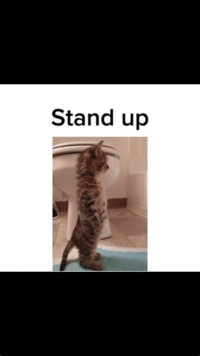 how to walk #fyp #cat #walk #tutorial