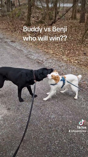 Tug of war - who wins?!?