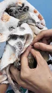 Helping a Sick Squirrel Recover #shorts #wildlife #cuteanimals #squirrel