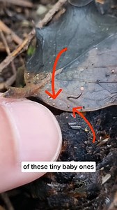 Exploring one of England's last remaining Temperate Rainforests 💚 Temperate Rainforests occur in very few places worldwide. Here in England they exist only in small patches along the coastline of the South East. They are slightly more common in Wales and Scotland, but I find the slightly warmer temperatures of the South West Coast make it feel even more special as very few frosts mean species can thrive that struggle elsewhere 😁 Taking it back to my older narration style with this video, as I 