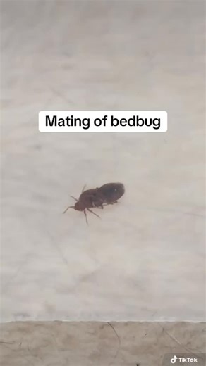 Crusher Fumigation Services 🪀 on Instagram: "🛏️ BEDBUG MATING = EXPLOSION IN YOUR HOUSE 😨 Do you know once bedbugs start mating, the infestation multiplies FAST? One female bedbug can lay hundreds of eggs in her lifetime. That small bite you ignored today can become a full mattress invasion in weeks. They hide: ❌ Inside mattress seams ❌ Bed frame joints ❌ Pillow edges ❌ Behind headboards ❌ Inside sockets By the time you see 2… there are already dozens hiding. Don’t wait until your nights beco