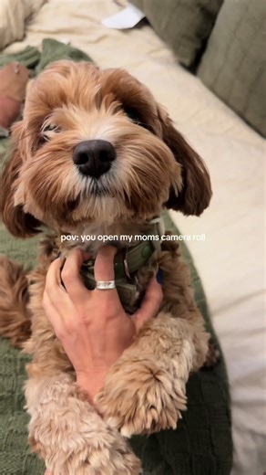 Living the Good Life with My Cavapoo