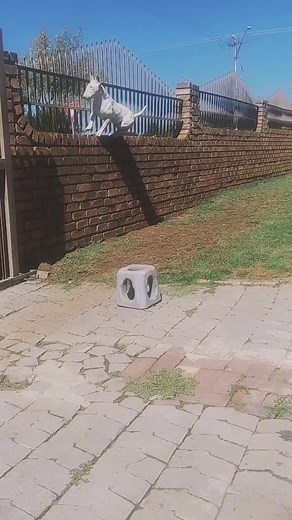#bullterrier #ninjadog #tiktoksa #fyp #featureme #parkour