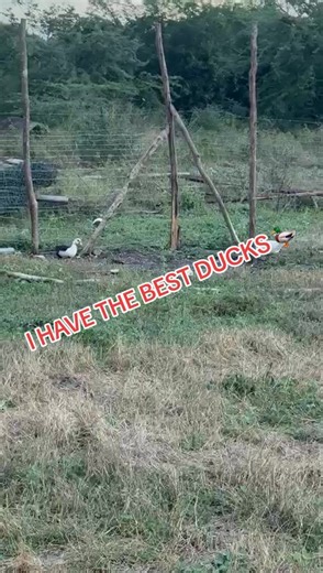 Best Ducks on the Farm: Muscovy Mating Behavior