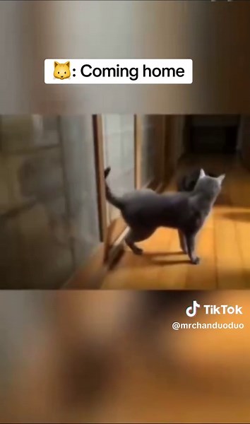 Cats Coming Home: Heartwarming Moments to Treasure