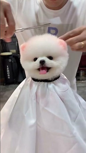 After getting a haircut, it has transformed into a round ball—what score would you give its look