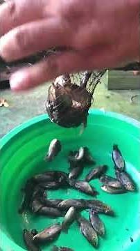 Discover rural Vietnamese fishing culture through traditional rice field fish traps.