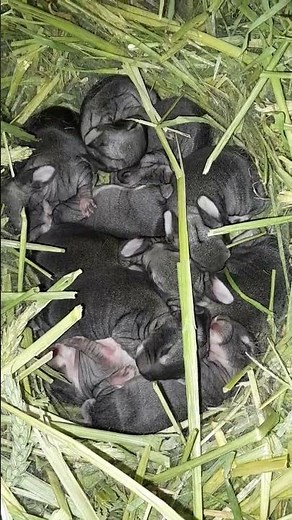 Rare Purebred American Chinchilla Rabbits