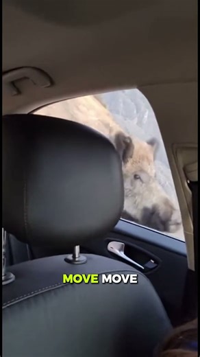 Wild Animal Appears From Blind Turn on Narrow Mountain Road