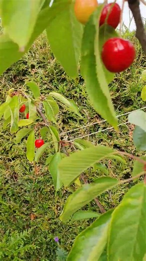 The Best Sweet Cherry for Small Yards | Stella Cherry
