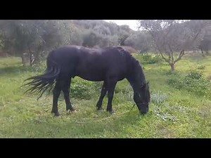 Brio murgese stallion in Greece