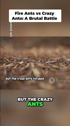Crazy Ants vs. Fire Ants: The Ultimate Insect Battle!