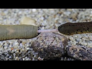 Group of HORSE LEECHES eating an EARTHWORM alive/Lópiócák táplálkozása földigilisztával