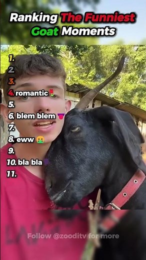 Ranking The Funniest Goat Moments🐐 #funny #beautifullgoats #goat