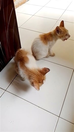 kembarkuuuu 🥰 #cat #catlovers #fyp #foryou #shorts