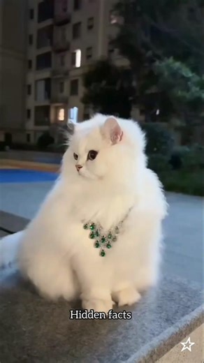 Top 4 Cutest Cats Breeds in The World!😱