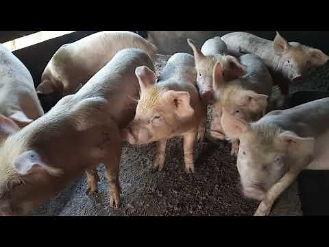 comment nourir ses porcs?