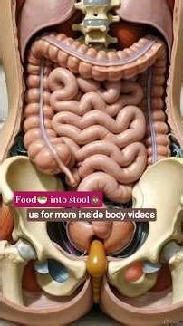 “How food turns into stool – complete digestive system journey” | From food to stool 🥗💩#shorts #ai