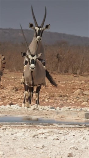 Discover Oryxes and Zebras at Etosha National Park