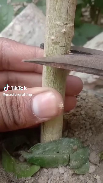 LEMON Plant Grafting Made Easy With Simple Ideas For Successful Results #grafting