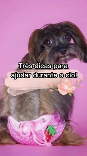 Dicas para aliviar o cio da cadela e da gata