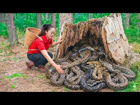 Harvest Giant Black White Snake & Go to Market Sell | shocking Giant snakes nest in frog burrows