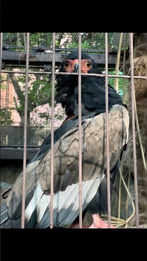 Ueno Zoo Tokyo: Japan's Most Famous Zoo 🐼🇯🇵