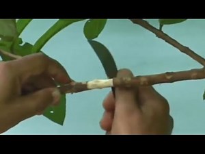 Budding your tree and grow more plants
