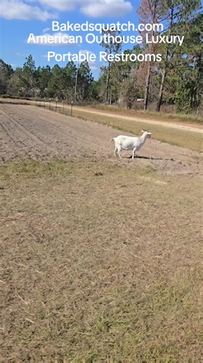 Billy Harris on Reels