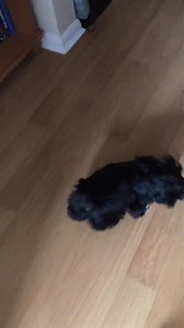 Meet Loki 🤩 the newest and youngest member of Dogs & Mogs …I’m just a little bit in love 😍 | Dogs & Mogs