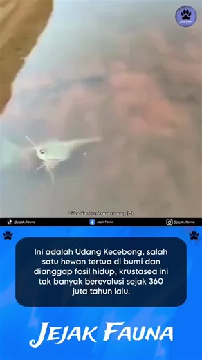 Udang Kecebong/Tadpole Shrimp (ordo : Notostraca) merupakan krustasea kecil yang terdiri dari dua genera/genus, yaitu Triops dan Lepidurus. Mereka termasuk salah satu hewan tertua dan dianggap sebagai fosil hidup, fosil dengan bentuk serupa yang berasal dari periode Devonian akhir (360 juta tahun yang lalu) telah ditemukan. Udang Kecebong memiliki ukuran berkisar 2-5 cm, karapas mereka lebar dan datar yang menutupi kepala, serta memiliki sepasang mata majemuk. Perutnya panjang, tampak bersegmen,