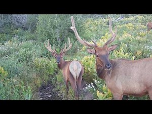 Trail Camera Footage From Idaho's Backcountry | 2026 Week 29