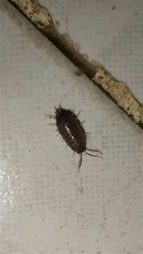 Macro Camera On A Bug