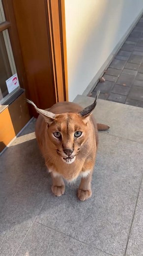 What pumba floppa doing??? #cat #catlover #pets #catsoftiktok #petlife #cats | Voices from the Street