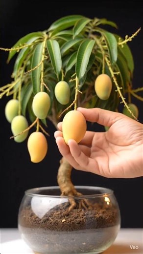 🍃 From Seed to Royal Bonsai! Alphonso Magic in Minutes 🥭✨